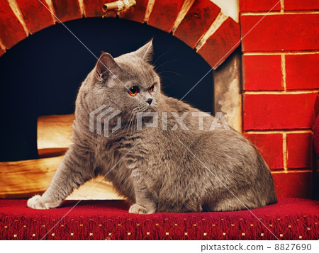British Shorthair Cat 8827690
