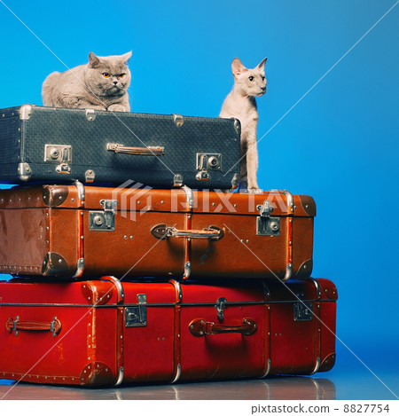 Two Cats Two Cats 8827754