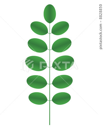Acacia twig Acacia twig 8828850