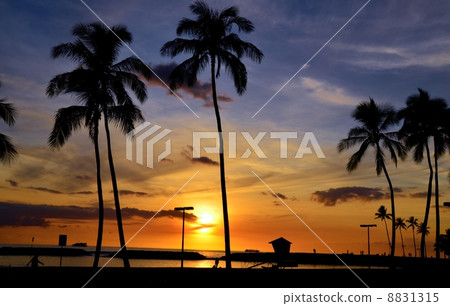 夏威夷的假期 8831315