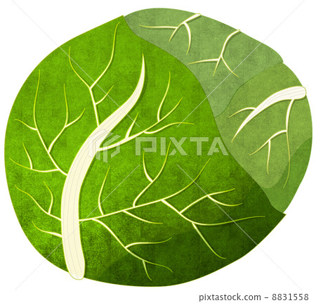 cabbage - Stock Illustration [8831558] - PIXTA