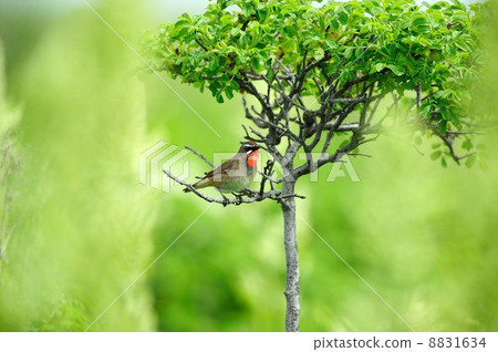 紅喉歌鴝 紅喉歌鴝 8831634