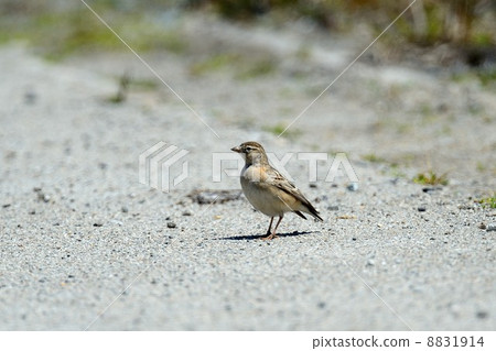 Himeokoensenshi 8831914