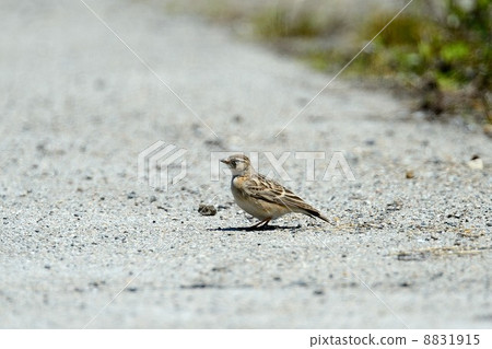 Himeokoensenshi 8831915