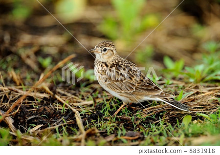 雲雀 8831918
