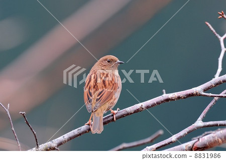 Japanese accentor 8831986