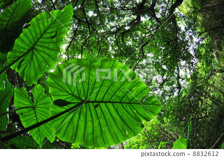 Alocasia leaves 8832612