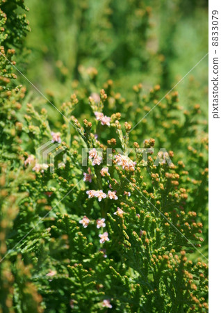 It is a flower of konboshi konohate. 8833079