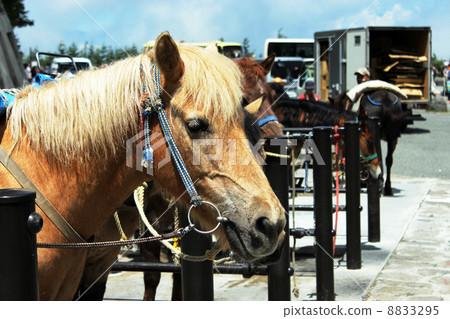 Horse Horse 8833295