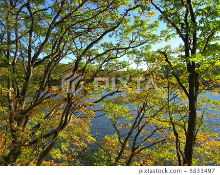 Hachimantai Onuma and trees in autumn 8833497