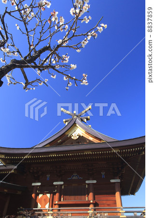 東京都·梅花盛開的湯島天神 8837859