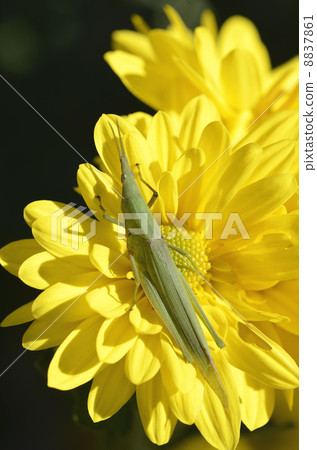 Show Ryo Bita Meodoki on Chrysanthemum 8837861