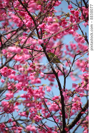 沖繩Kokoro櫻花 8838077