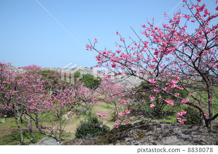 沖繩Kokoro櫻花 8838078