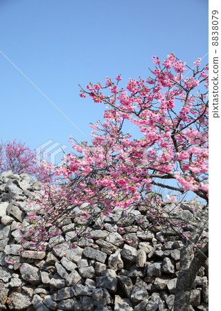 沖繩Kokoro櫻花 8838079