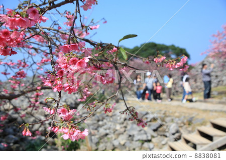 Okinawa Kokoro cherry tree Okinawa Kokoro cherry tree 8838081