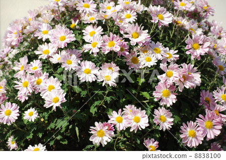 Light pink kiku chrysanthemum Light pink kiku chrysanthemum 8838100
