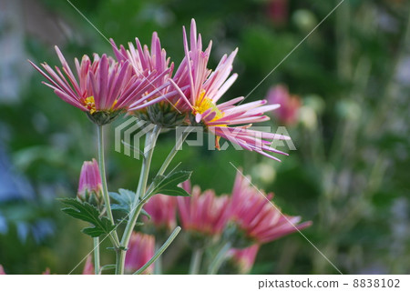 粉紅色的菊花 粉紅色的菊花 8838102