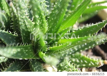 多汁植物 多汁植物 8838215