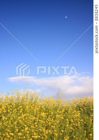 Rape field and blue sky Rape field and blue sky 8838245