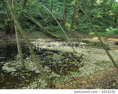 Pond of Tsunozhibo 8838280