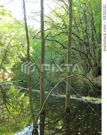 Pond of Tsunozhibo 8838282