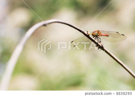 蜻蜓 8838293
