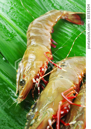 Living bear bean Living bear bean 8838304