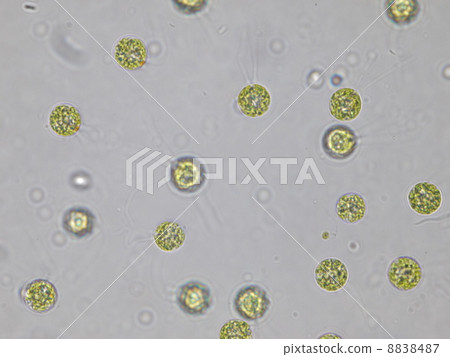 Tetraspora Tetraspora 8838487