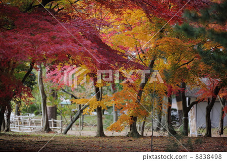 Autumn leaves 8838498