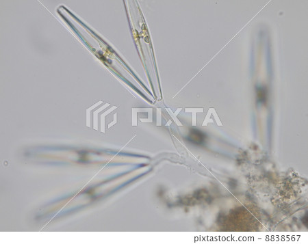 矽藻土 矽藻土 8838567