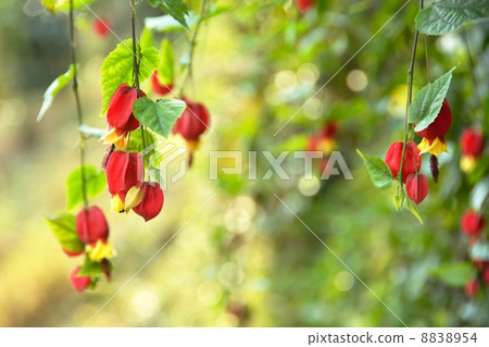 Fall tyrolean lamp 8838954