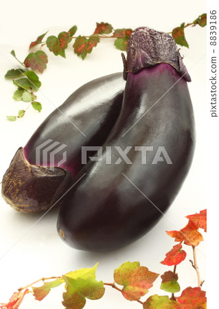茄子茄子茄子茄子秋葉秋 8839186