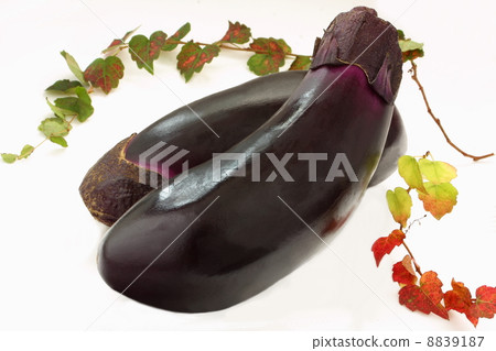 Eggplant eggplant eggplant Autumn eggplant Autumn leaves autumn leaves 8839187