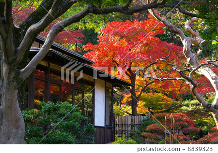 小石川後樂園 8839323