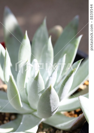 The world's most white plant Dadrea Nubiguena 8839544