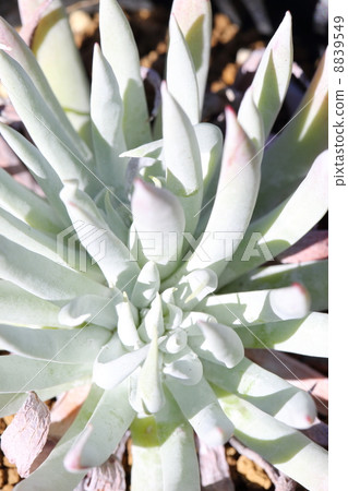 The world's most white plant: Dadorea Nubiguena 8839549
