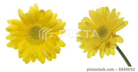 Gerbera Gerbera 8840050
