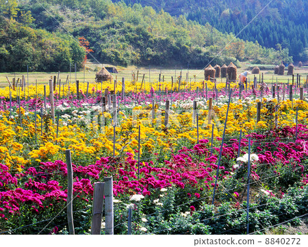 花園  花園 8840272