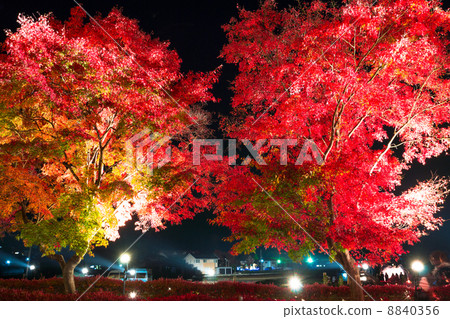 點亮河口湖鎮·Momiji走廊 點亮河口湖鎮·Momiji走廊 8840356