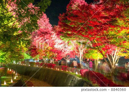 Light up of Kawaguchiko Town · Momiji corridor 8840360