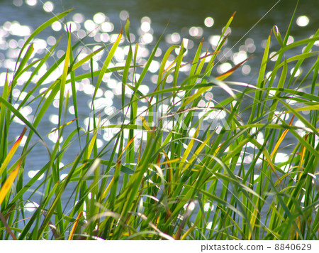 Kamera leaves and waterside kilameki 8840629