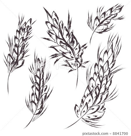 Wheat symbol sketch 8841700