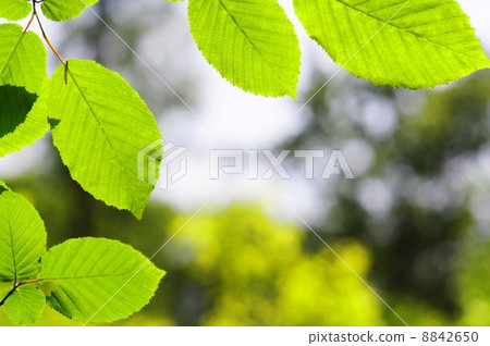 leaves and copyspace 8842650