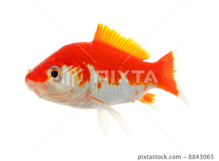 goldfish goldfish 8843065