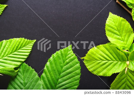 leaf frame 8843096
