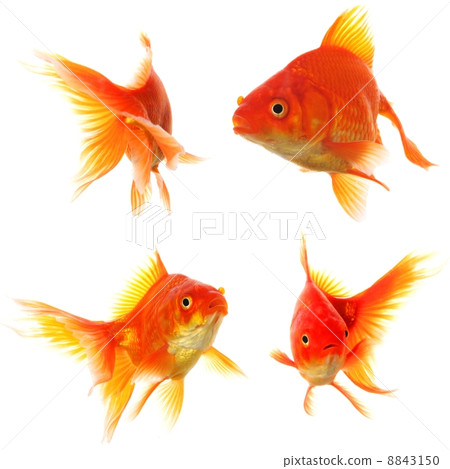 goldfish goldfish 8843150