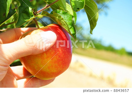 apple on tree apple on tree 8843657
