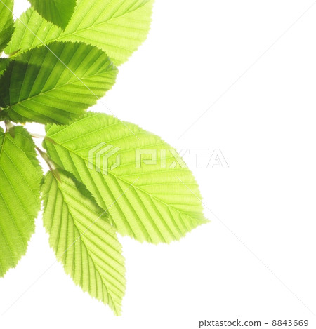 leaf isolated 8843669