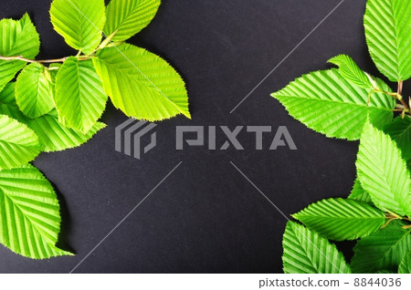 leaves and copyspace 8844036